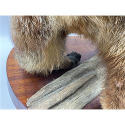 Taxidermy:  Red Fox (Vulpes vulpes), full adult mount stood upon a dry tree root and mounted on a wooden plinth, H50cm