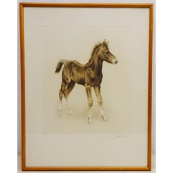  Kurt Meyer Eberhardt (German 1895-1977): Bay Foal, etching signed 45cm x 35cm  