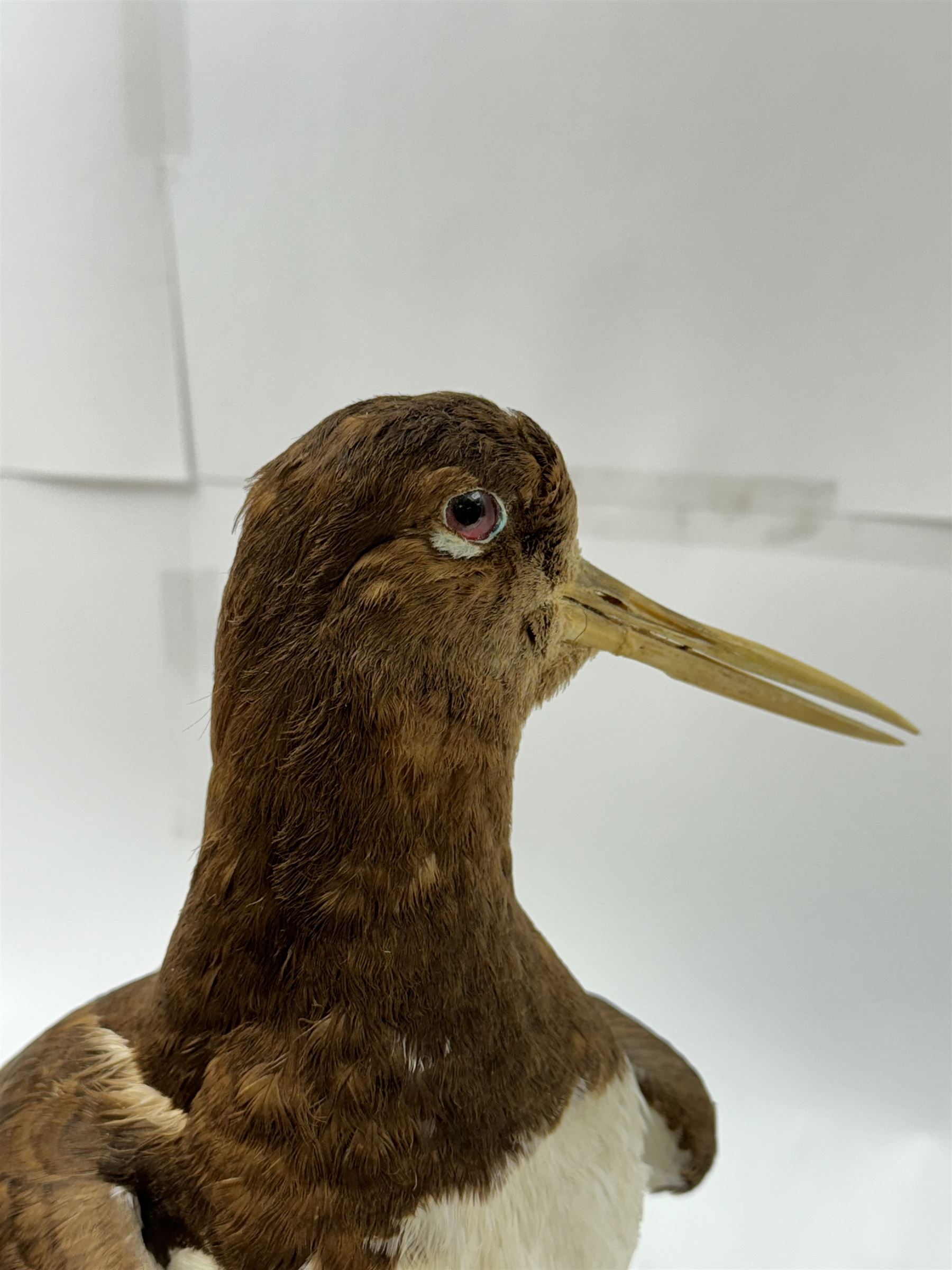 Taxidermy; Oystercatcher (Haematopus ostralegus), stoop upon driftwood upon a stepped wooden base, H35cm 