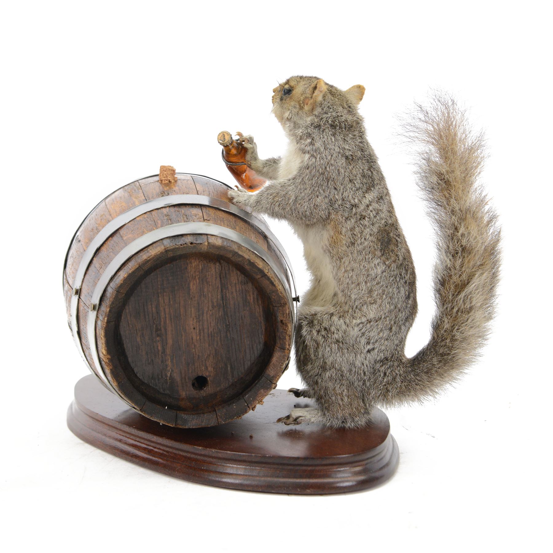 Anthropomorphic Taxidermy: Grey Squirrel (Sciurus carolinensis), standing against a Guinness brewing barrel, with a bottle of Guinness in one hand, H29cm  