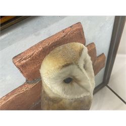 Taxidermy: Wall Mounted Barn Owl (Tito alba), dated 2001, by David Astley, Taxidermist, York, a high quality full mount adult male with head turning to the right, perched upon a short wooden beam, set against a faux brick back drop, width 50cm x height 55cm overall, bearing taxidermist's full paper trade label verso.
with Cites Article 10 (non transferable) licence no.24GBA102LOMN1 Cause of death RTA - 2001. This specimen would require a re-export licence to export from the UK, an import permit would be required into your chosen country, this is the responsibility of the buyer alone, David Duggleby Auctioneers and Valuers do not offer any onward re-export or import licences.