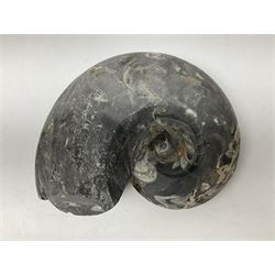 Large polished Goniatite, age; Devonian period, H25cm, L31cm
