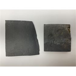 Two Crinoid slabs, age; Mississippian period, location; Gilmore City Formation, Iowa, largest slab H9cm, L10cm