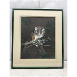 John Searl (British Contemporary): Opossum, gouache signed 32cm x 39cm