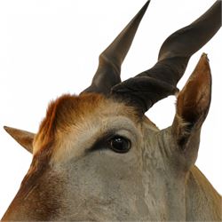 Taxidermy: Common Eland (Taurotragus Oryx), South Africa, large adult bull shoulder mount looking straight ahead, H160cm, D100cm 