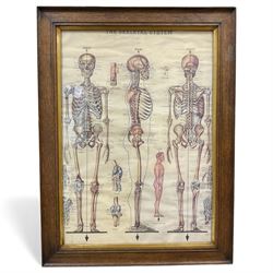 Vintage 'The Skeletal System' poster 61cm x 43cm