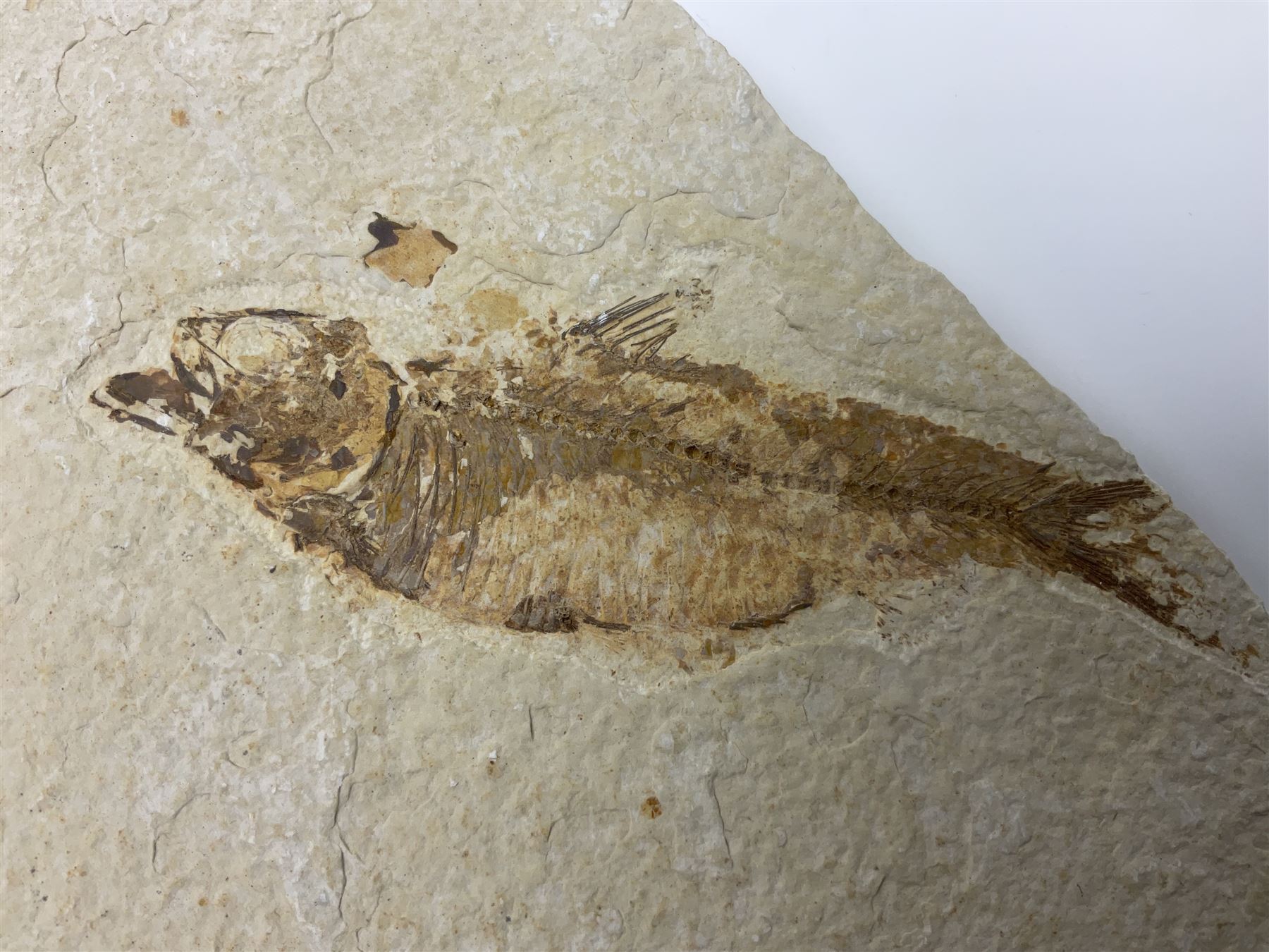 Three fossilised fish (Knightia alta) each in an individual matrix; age; Eocene period, location; Green River Formation, Wyoming, USA, largest matrix H13cm, L18cm