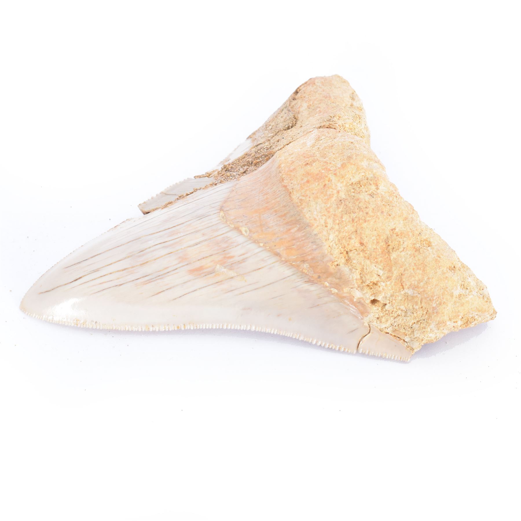 Megalodon (Otodus Megalodon) tooth fossil, with fine serrations, age; Miocene period location; Java, Indonisia, H9cm, W7cm 
Notes; Believed to have grown as large as 18 metres, the Megalodon was the largest shark and one of the most dominant marine predators ever to have existed. It roamed the ancient seas for around 20 million years until their extinction around 3.6 million years ago. Megalodon teeth vary in colour and ton. influenced and coloured over the millennia by the conditions in which they are preserved