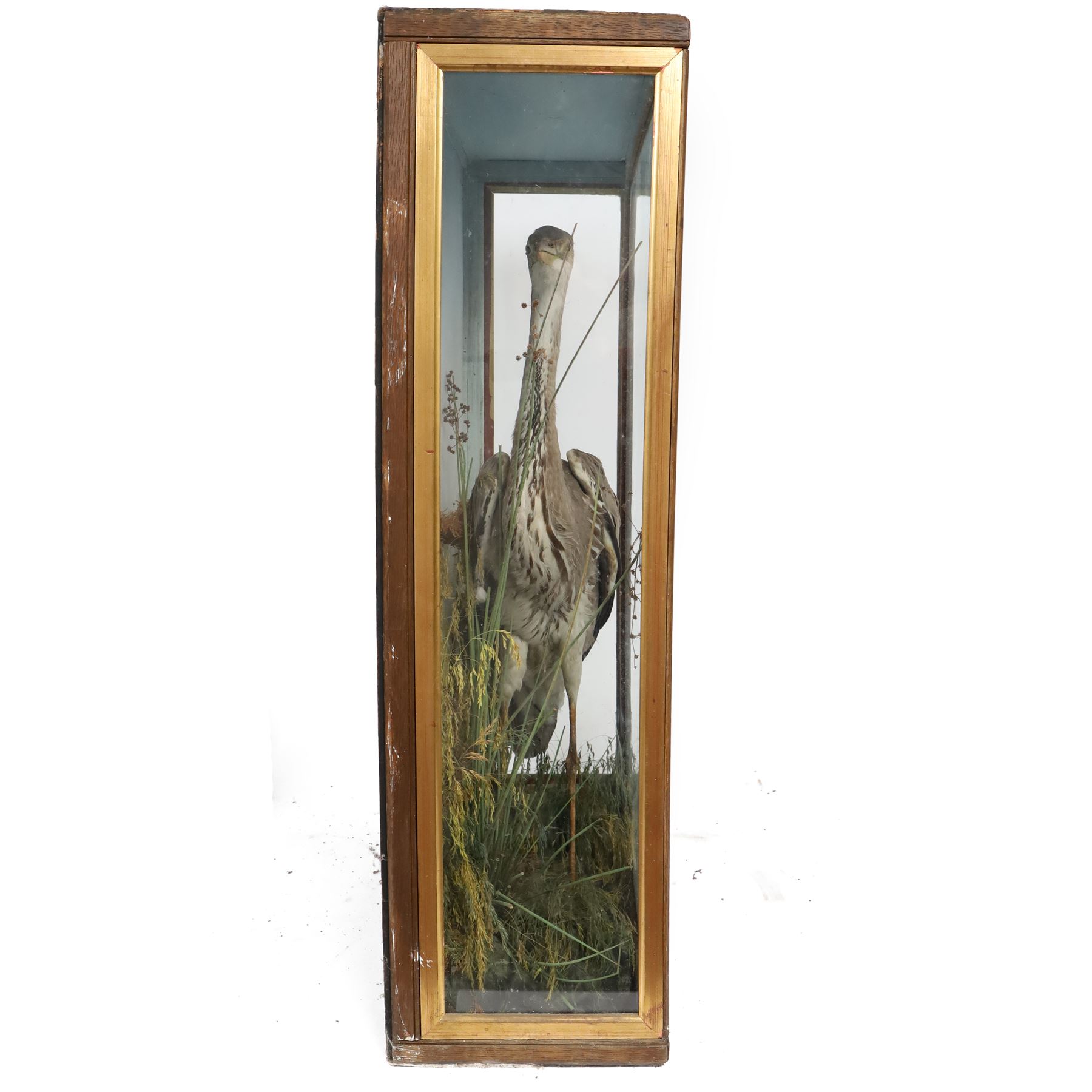 Taxidermy: Grey heron (Ardea cinerea), full adult mount, within a naturalistic setting of reeds and grasses, against blue painted backdrop, enclosed within a glass display case, H83cm