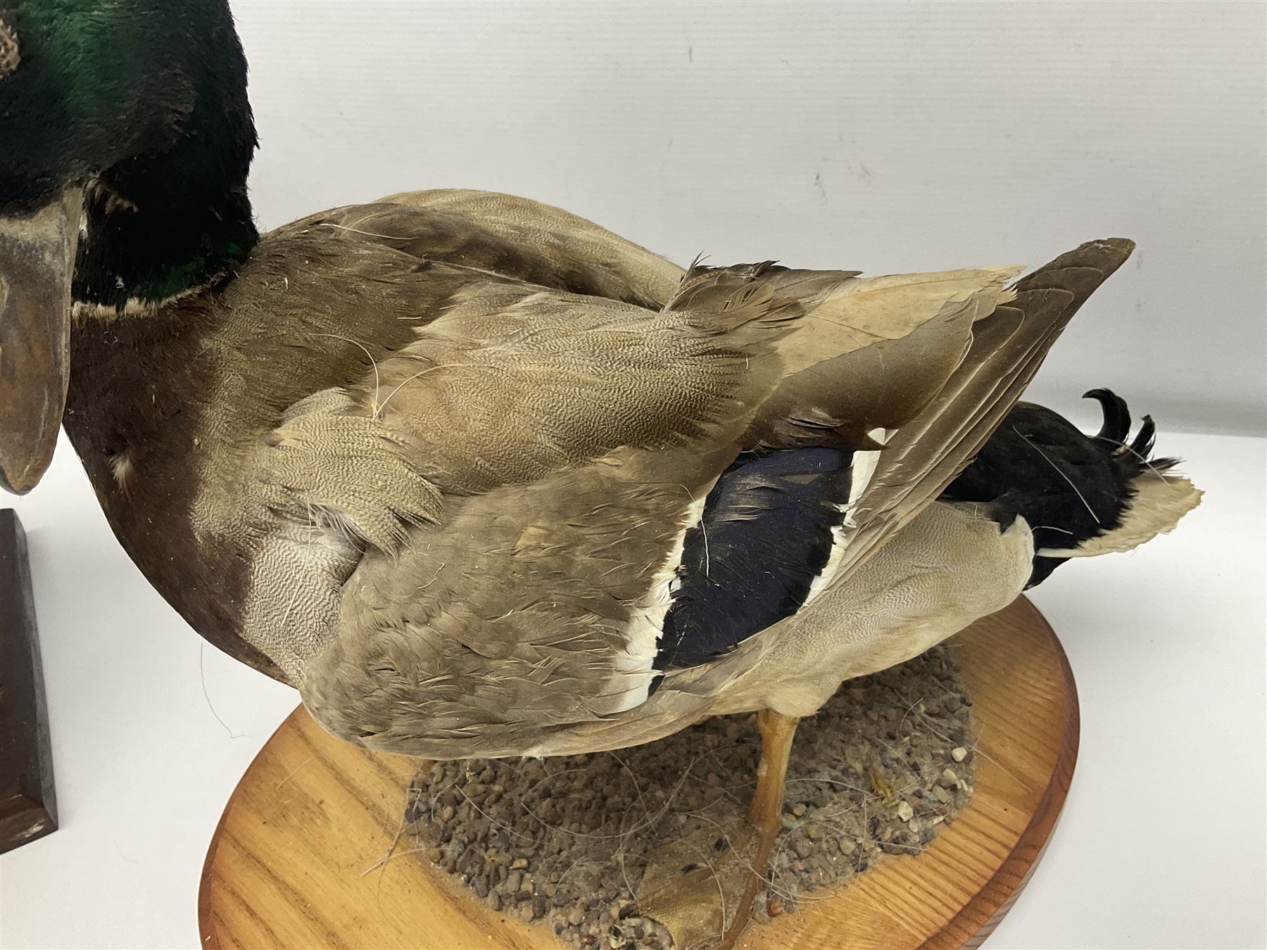 Taxidermy; Barnacle goose (Branta leucopsis), full adult mount, upon a rectangular base, together with Mallard (Anas platyrhynchos), full mount drake, upon an oval base, goose H28cm