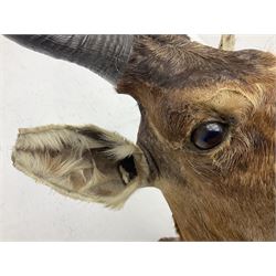 Taxidermy: Cape Red Hartebeest (Alcelaphus caama), circa late 20th century, adult female shoulder mount looking straight ahead H102cm D68cm