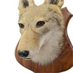 Taxidermy: Coyote (Canis latrans) mask, adult mount looking straight ahead, upon a wooden shied, with brush attached to shield, D28cm