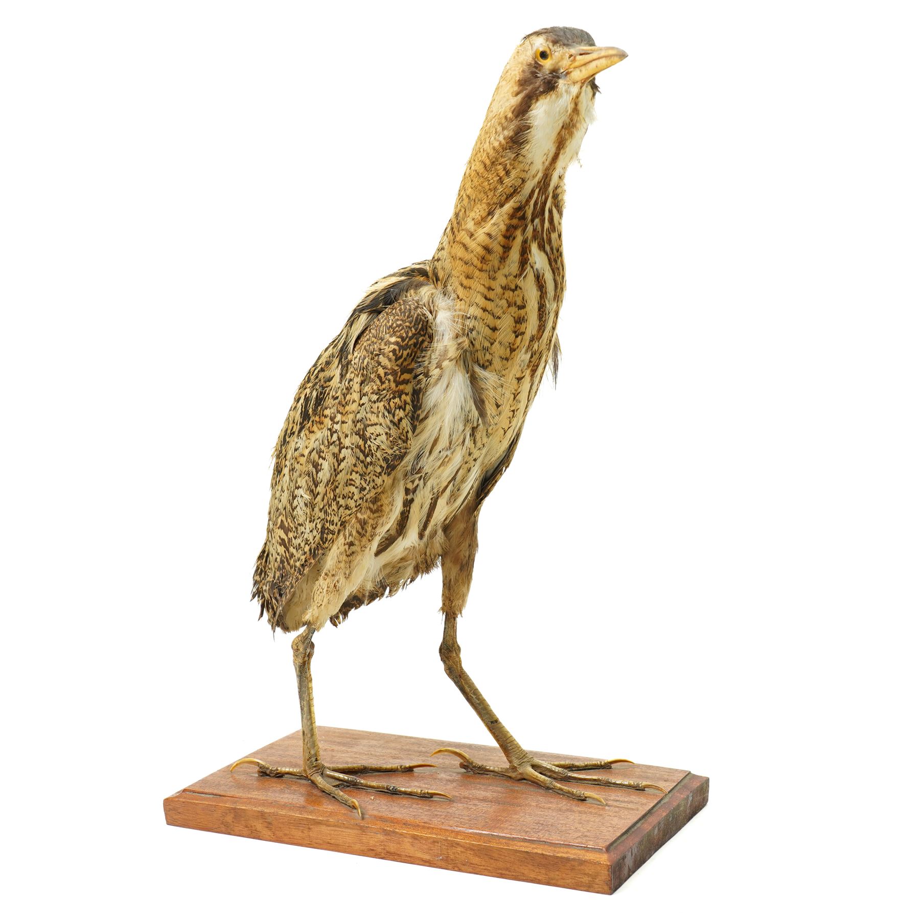 Taxidermy - Bittern (Botaurus stellaris), full adult mount upon wooden base, overall H55cm 