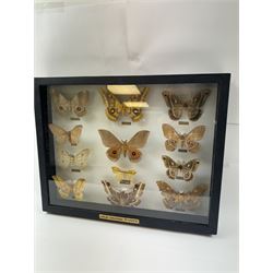 Entomology: Single glazed display of African Saturniidae (Emperors) moths, circa 20th century, single glazed display containing twelve various specimens, some with attached data labels, all pinned upon foam backing and named labels, enclosed within a glazed ebonised display case, H39cm, L50cm