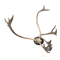  Taxidermy - Reindeer antlers, on circular ebonised mount, H84cm, W72cm  