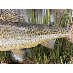 Taxidermy: Brown trout (Salmo trutta), preserved by John Cooper & Sons, 28 Radnor Street, St Luke's, London, skin mount set above a pebbled river bed with reeds and grasses, set against blue painted back drop, inscription to the back drop 'Trout caught by Rev R.S. Ricketts at Kirkham Bridge July 1st 1890, artificial fly, weight 1.5lb', L50cm H26cm 