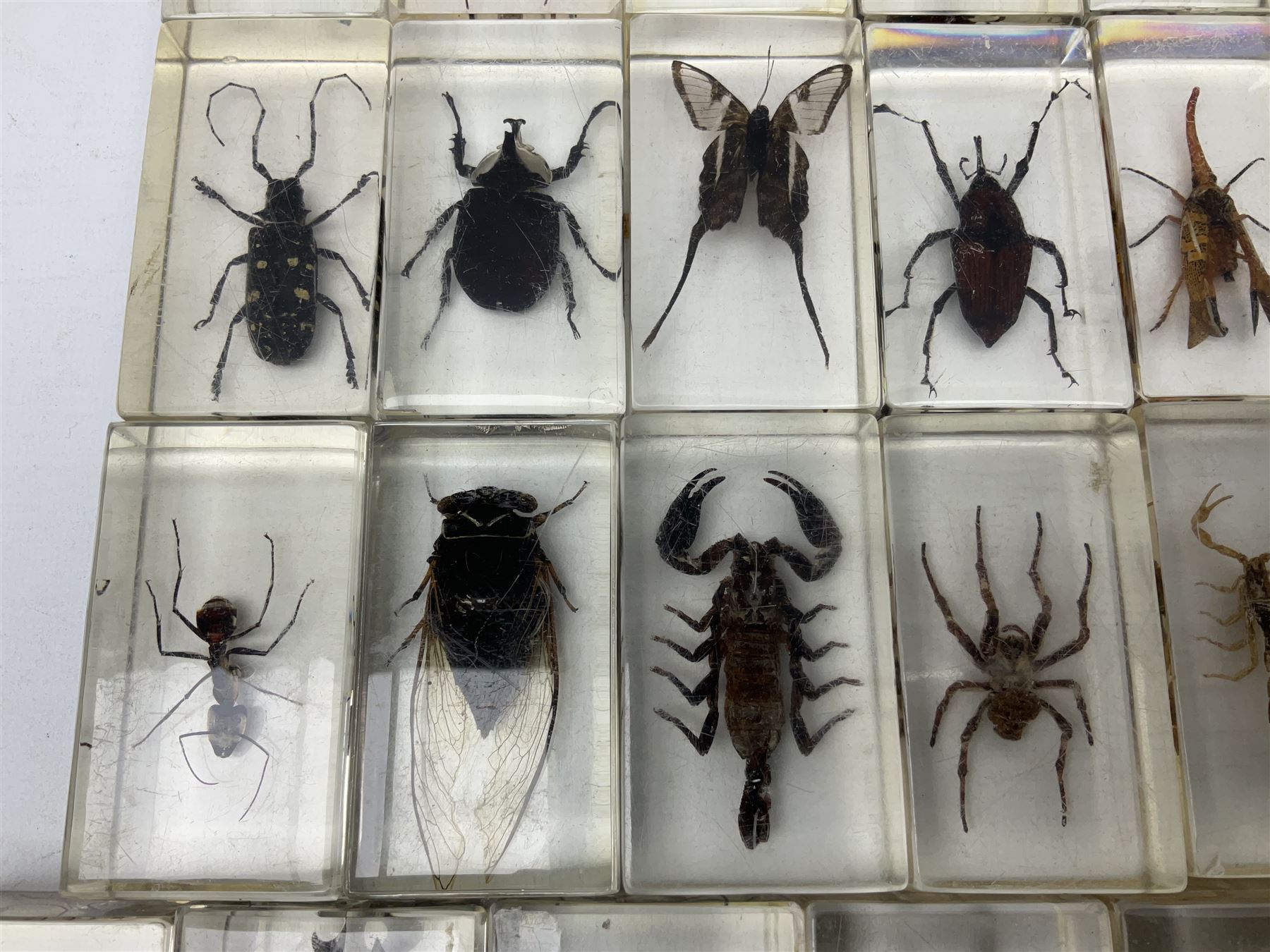 Entomology; collection of thirty nine insect specimens, each in an acrylic block, to include rhinoceros beetle, Ischiopsopha beetle, Praying mantis, scorpions etc 