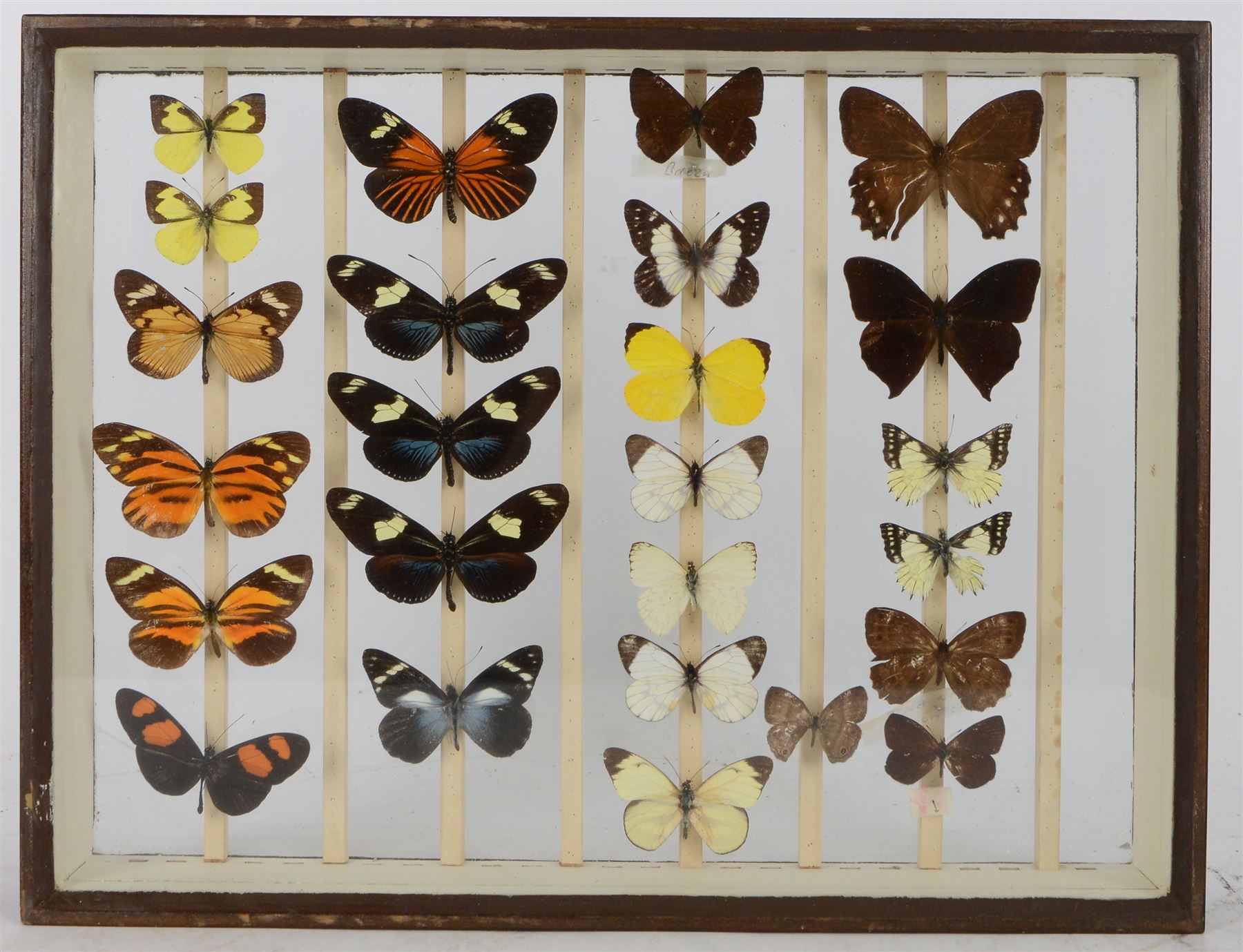 Entomology; British Natural History Museum wartime cabinets with eight double glazed draws with over two hundred butterfly specimens, including Lycaenidae, Dismorphia, Satyridae, Nymphalidae etc, The cabinets were used to house the entire collection of insects from the British Natural History Museum, which in turn were removed from the Museum to a safe place away from the London Blitz during World War Two, there were eight draws to each cabinet which had handles on the top for ease of lifting and transportation.They have adjustable corked wood slats so as to accommodate various size insects (Wing Spans etc), whilst keeping them in neat rows 