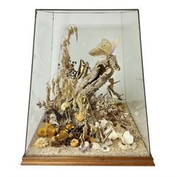 Entomology: 20th century cased moth and butterfly diorama, including Godart morpho, Chrysiridia rhipheus, Cathosia biblis, Appias lyncida, Hamadryas and others arranged amongst dried flowers and grasses, enclosed in a glass five sided terrarium display case with a wooden base, L43cm D43cm H49cm 