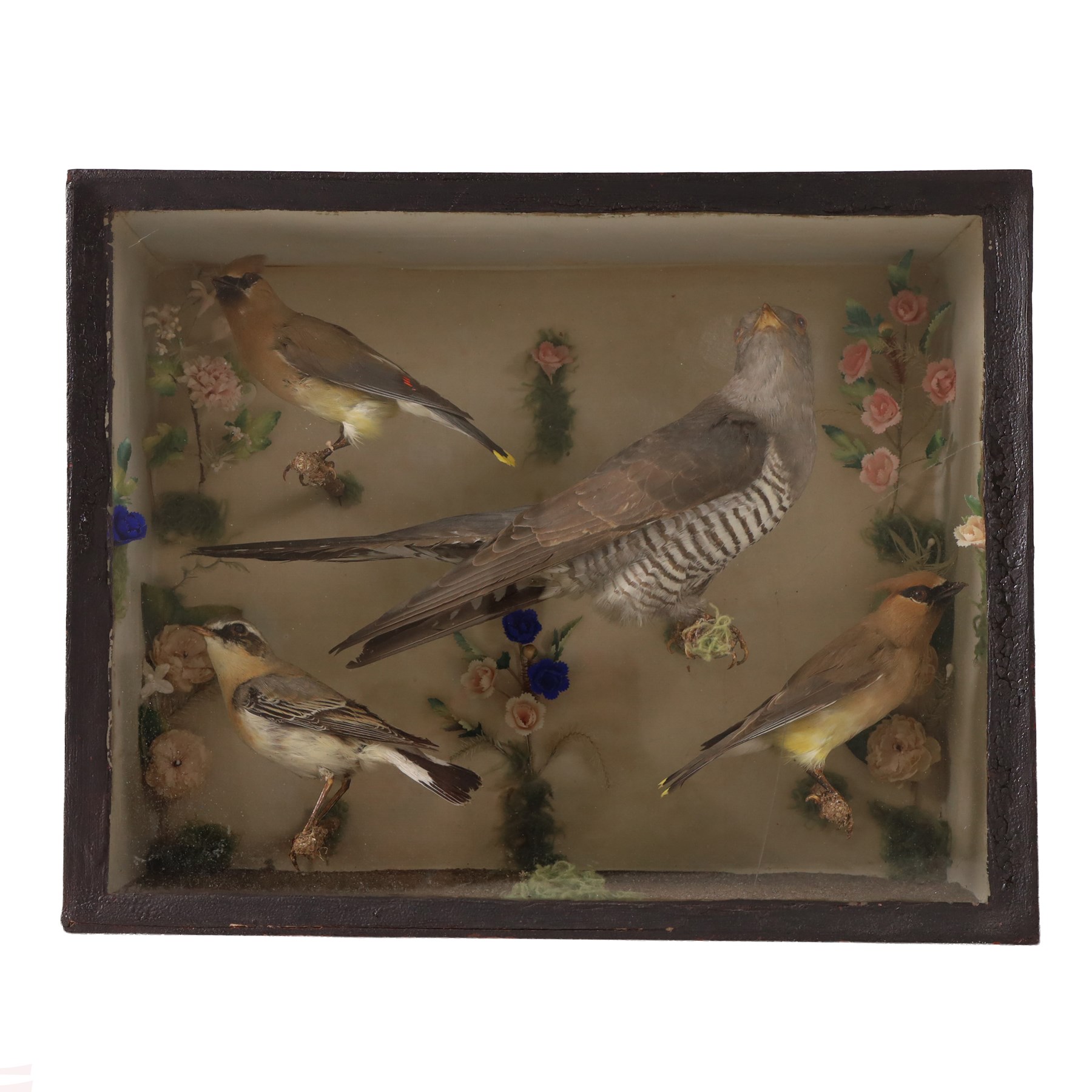 Taxidermy; cased bird diorama, common Cuckoo (Cuculus canorus), two Cedar Waxwing (Bombycilla cedrorum) and Noprthern Wheatear (Oenanthe oenanthe) each perched upon a branch, within a single pane ebbonised case, H33cm, L40cm 