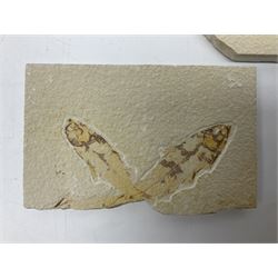Three fossilised fish (Knightia alta) two in a single matrix, the other in an individual maxtrix, age; Eocene period, location; Green River Formation, Wyoming, USA, largest matrix H9cm, L15cm