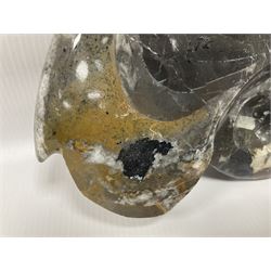 Large polished goniatite, age Devonian period, location Morocco, H16cm, L22cm