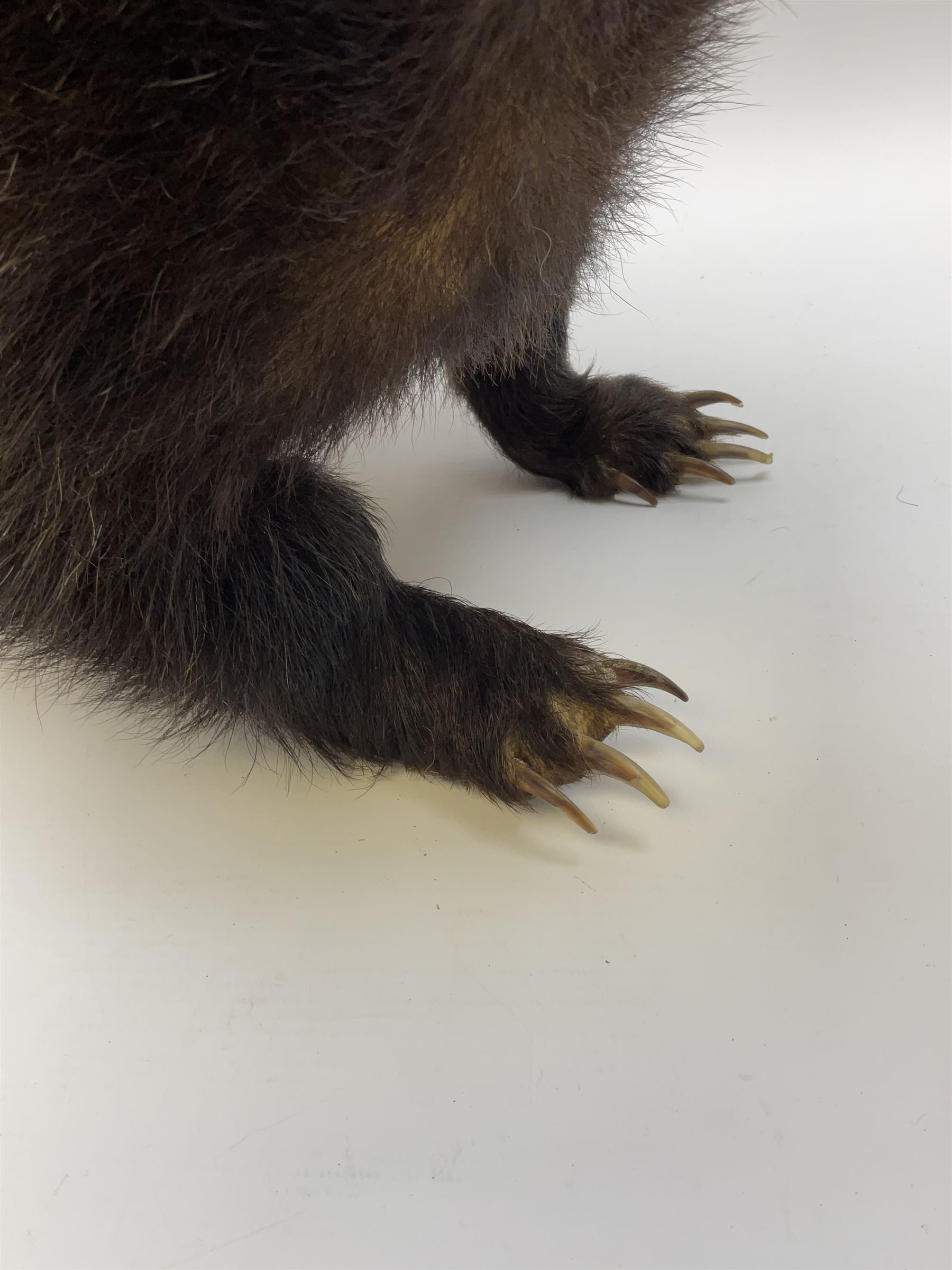 Taxidermy: European badger (Meles meles) full mount in walking position L82cm. 