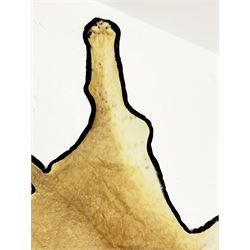 Taxidermy: African Lioness (Panthera Leo), full lioness skin and head mount, with black felt backing, L279cm