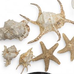 Petrified wood dish, three spiral fossil dishes and other similar examples, and a collection of shells