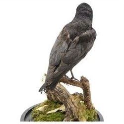 Taxidermy; Cased Carrion Crow (Corvus corone), full adult mount perched upon a branch in a naturalistic setting with roe dear skull to the base, enclosed within glass dome, H52cm