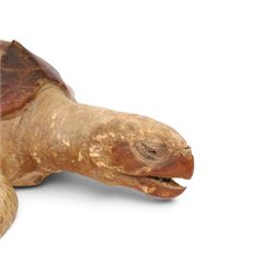 Early 20th century taxidermy Hawksbill Turtle (Eretmochelys imbricata), full mount in swimming pose, L63cm, Cites Annex A, Appendix II (exempt) This specimen would require a re-export licence to export from the UK, an import permit would be required into your chosen country, this is the responsibility of the buyer alone