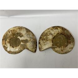 Large sliced cleoniceras ammonite with polished finish, age; Cretaceous period, Location; Madagascar H17cm