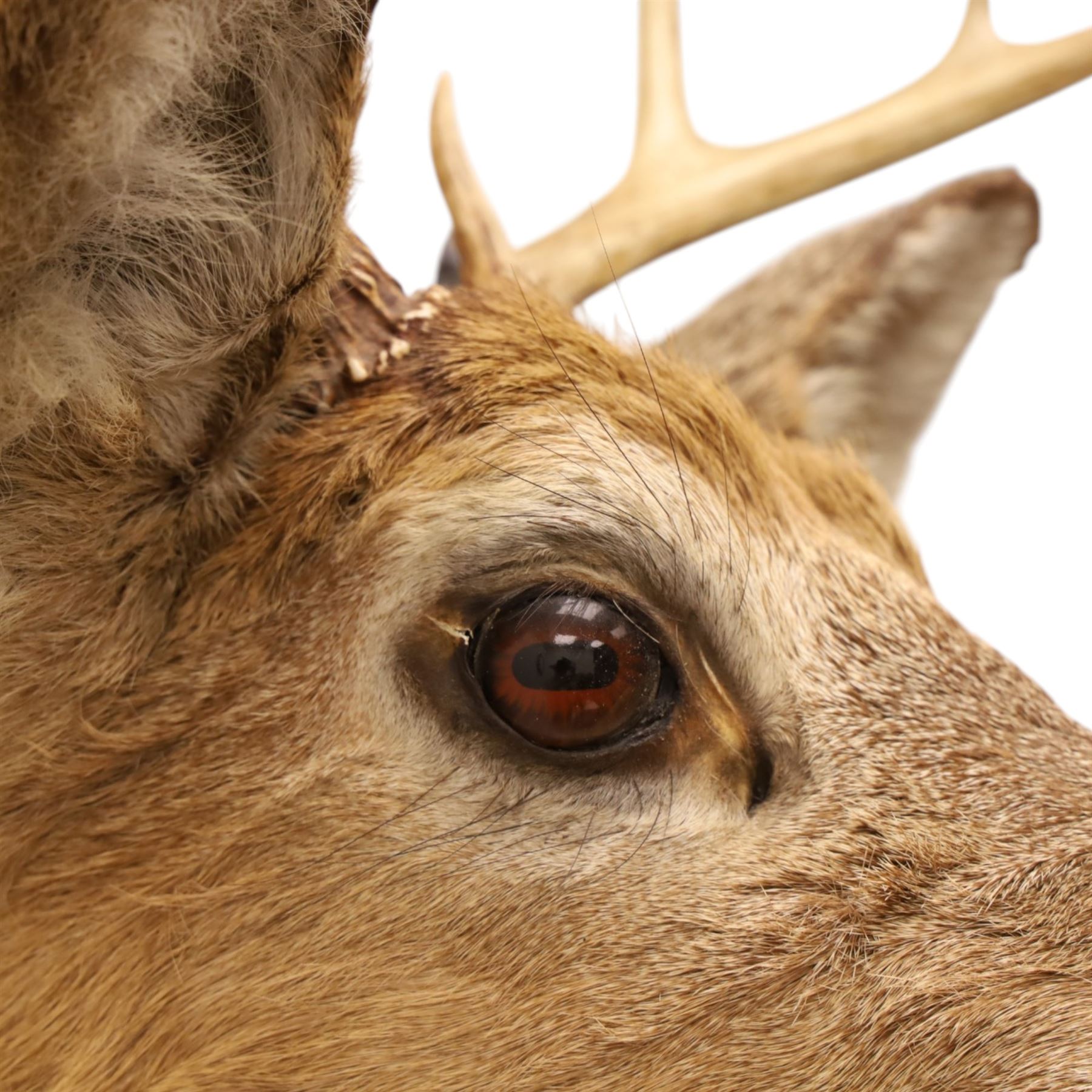 Taxidermy - White-tailed Deer (Odocoileus virginianus), adult male stag shoulder mount looking outward, eight-point antlers mounted on wooden shield, H86cm 