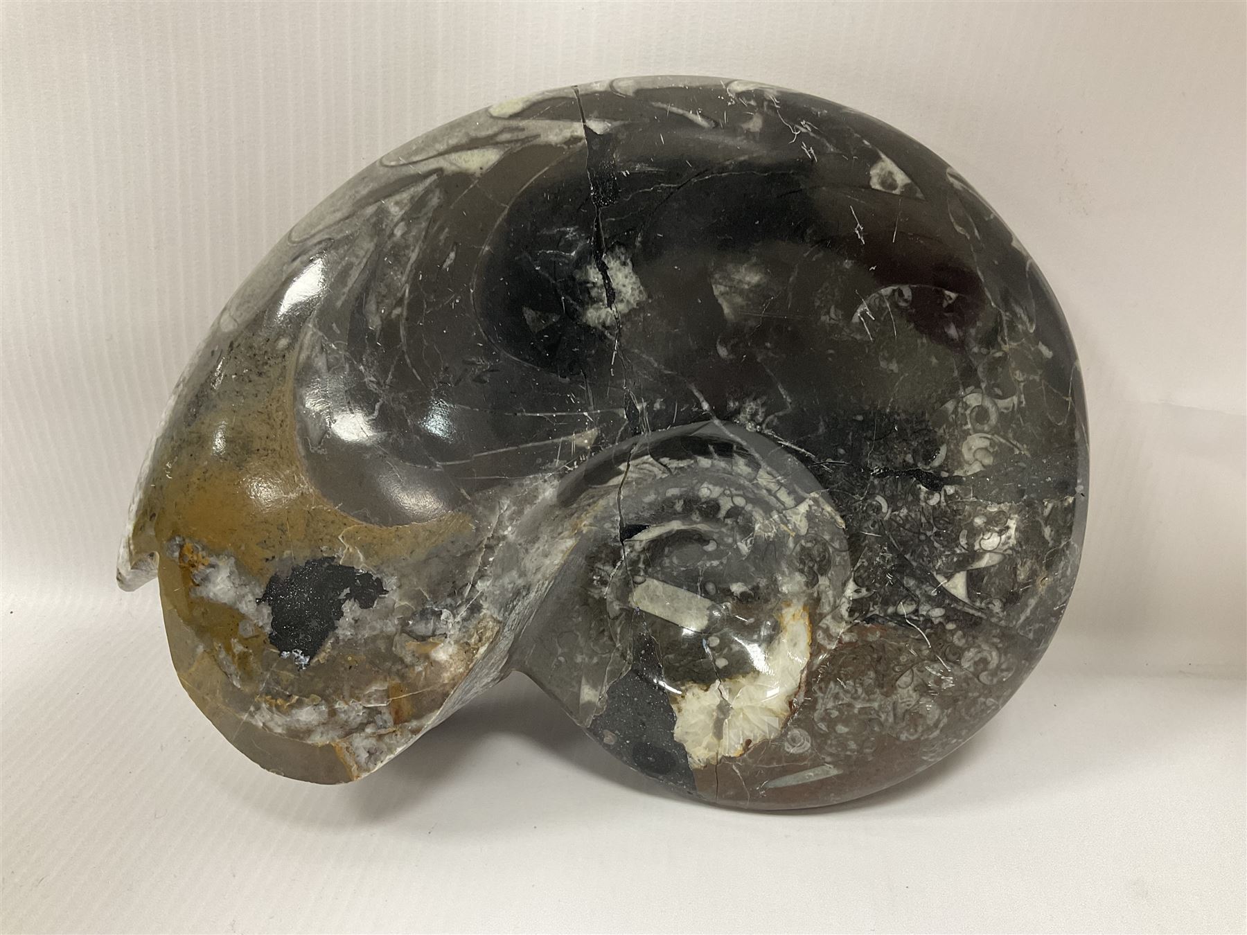 Large polished goniatite, age Devonian period, location Morocco, H16cm, L22cm