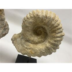 Pair of ammonite fossils, each individually mounted upon a rectangular wooden base, age; Cretaceous period, location; Morocco, H19cm
