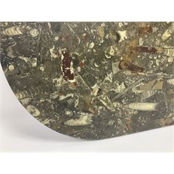 Oval table top, with Orthoceras and Goniatite inclusions; age: Upper Devonian, location: Morocco, L90cm D50cm