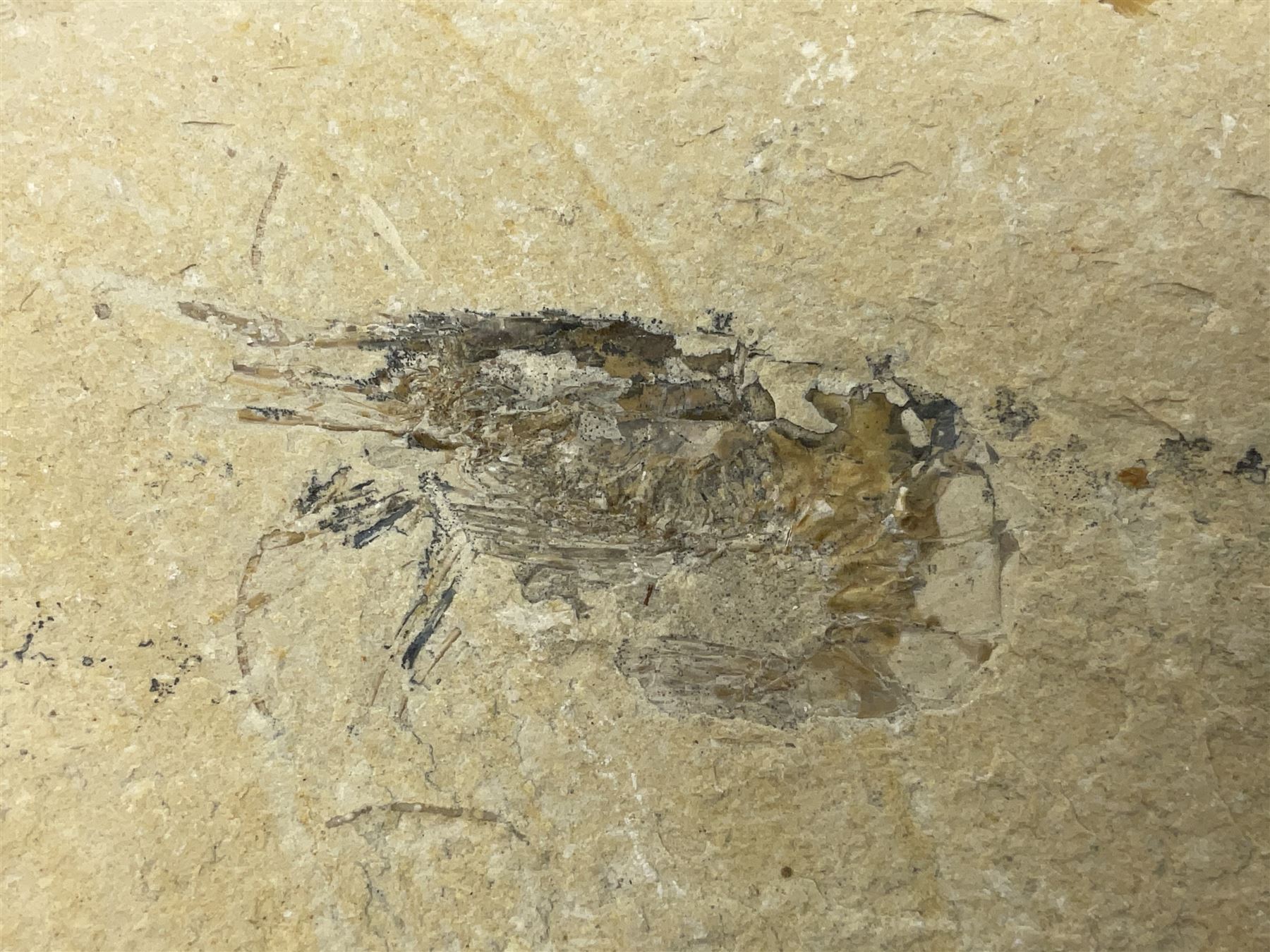 Two fossilised shrimp (Aeger tipularius) each in an individual matrix, age; Cretaceous period, location; Carpopenaeus callirostris Hjoula, Lebanon, largest matrix H9cm, L10cm