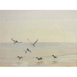  Oystercatcher and Seagulls on the Shoreline, gouache signed by T. Faulkner, artists address label verso 35cm x 47cm  