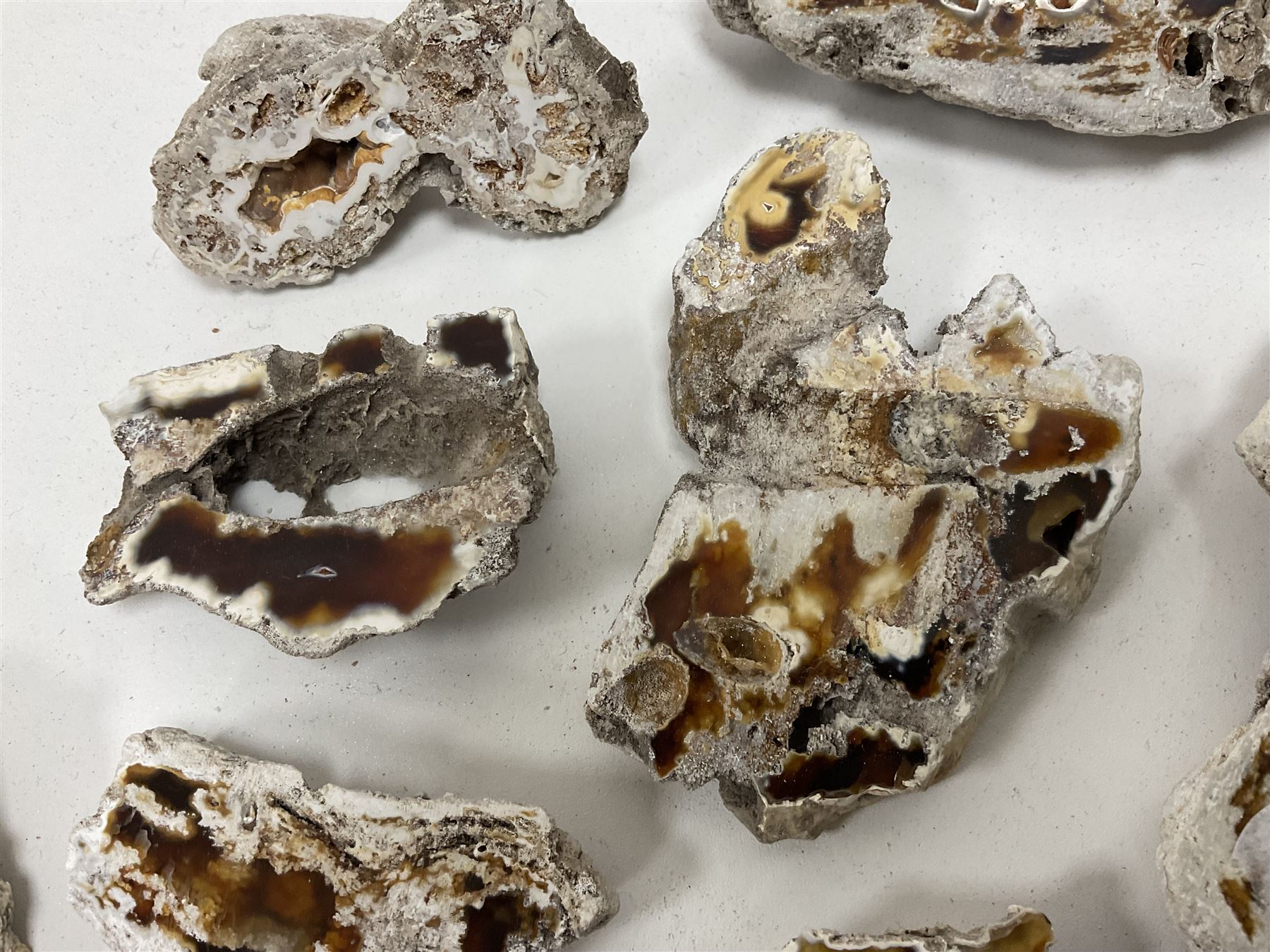 Large collection of Agatized Coral, largest H11cm (12)