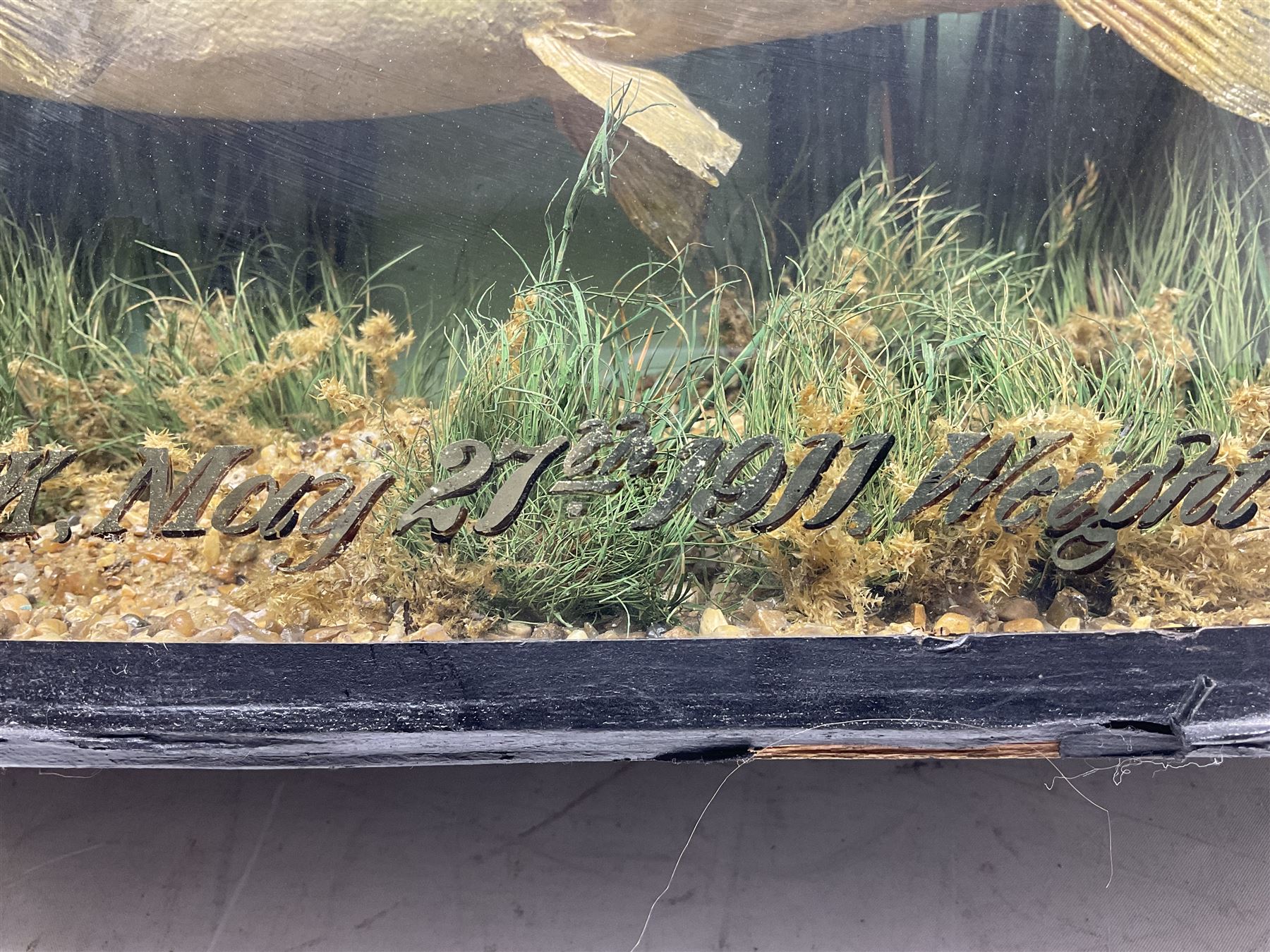 Taxidermy: Brown trout (Salmo trutta), skin mount set above a pebbled river bed with reeds and ferns, against blue painted back drop, enclosed within an ebonised bow-front display case, with 'Costa Beck May 27th 1911, Weight 2 1/2lbs', inscribed to the glass, H34cm, L58cm 