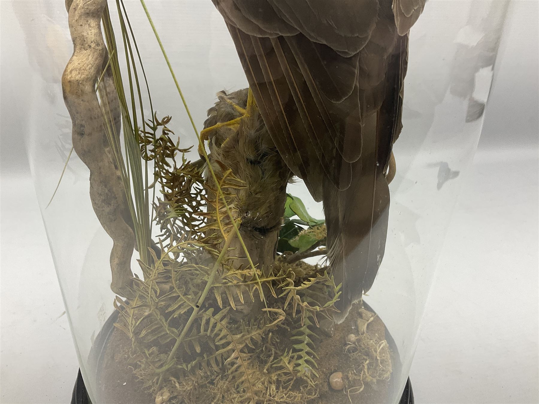 Taxidermy; Victorian European Sparrowhawk (Accipiter nisus), a full mount adult with pray,  perched upon a tree stump amidst a naturalistic setting, encased within a glass dome with an ebonised base, H55cm