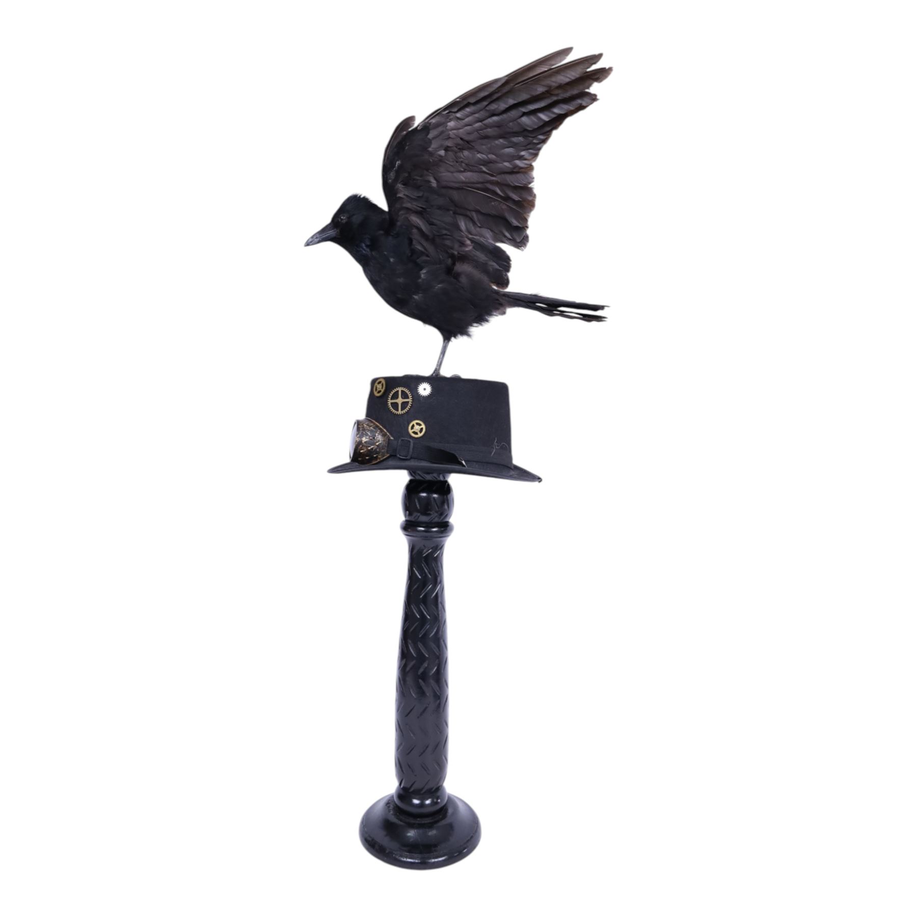 Taxidermy: Carrion Crow (Corvus corone), perched upon a steampunk hat, with wings open, H94cm