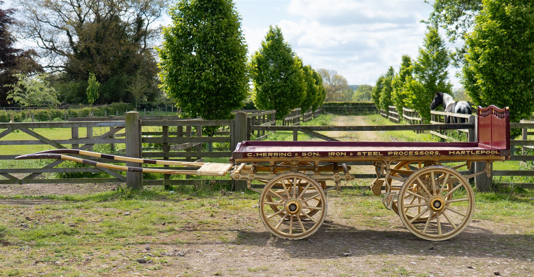 Advertising Trade Dray Wagon for C. Herring & Son, Hartlepool, Dated 1895 and Renovated 1975

An exceptionally decorative late Victorian horse drawn advertising trade dray, built by J. Herring of Hartlepool in 1895 and later renovated by C. Herring in 1975, as recorded by the painted inscription beneath the body. Finished in a striking cream and maroon livery with extensive hand painted signwriting, the wagon carries the name C. Herring & Son, Iron & Steel Processors, Hartlepool along its sides and rear panels. The wagon is fitted with a flat timber loading bed, twin shafts for a single horse, elegant spoked wooden wheels, iron bound tyres, rear headboard and traditional undercarriage with leaf spring suspension. Richly detailed scrollwork and lining throughout make this a particularly attractive example, suitable for collection, display, museum, promotional or coaching purposes.

Features

• Built by J. Herring, Hartlepool, 1895
• Renovated by C. Herring in 1975
• Original style hand painted advertising signwriting
• Flat timber loading platform
• Raised rear headboard with decorative pierced gallery
• Twin shafts for a single horse
• Wooden spoked wheels with iron tyres
• Traditional leaf spring suspension
• Extensive decorative lining and scrollwork throughout
• Attractive cream and maroon colour scheme
• Suitable for private collection, museum or display use

Dimensions:
Overall length: 560 cm
Body length: 300 cm
Width: 158 cm
Height: 150 cm

Wheel Diameters:
Front wheels: 76 cm
Rear wheels: 86 cm