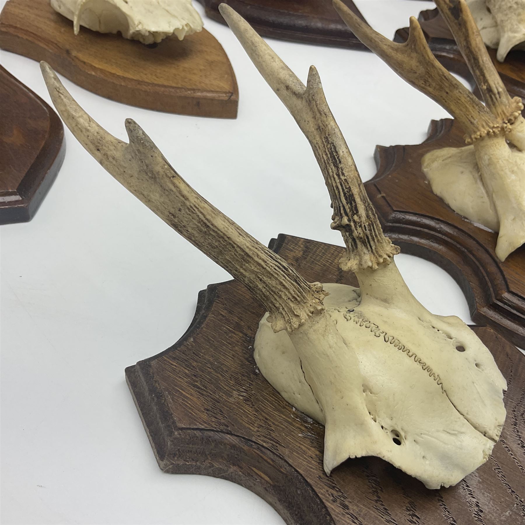 Antlers/Horns: Roe Deer (Capreolus capreolus) ten pairs of roe deer antlers mounted upon wooden shields, shield H19cm 
