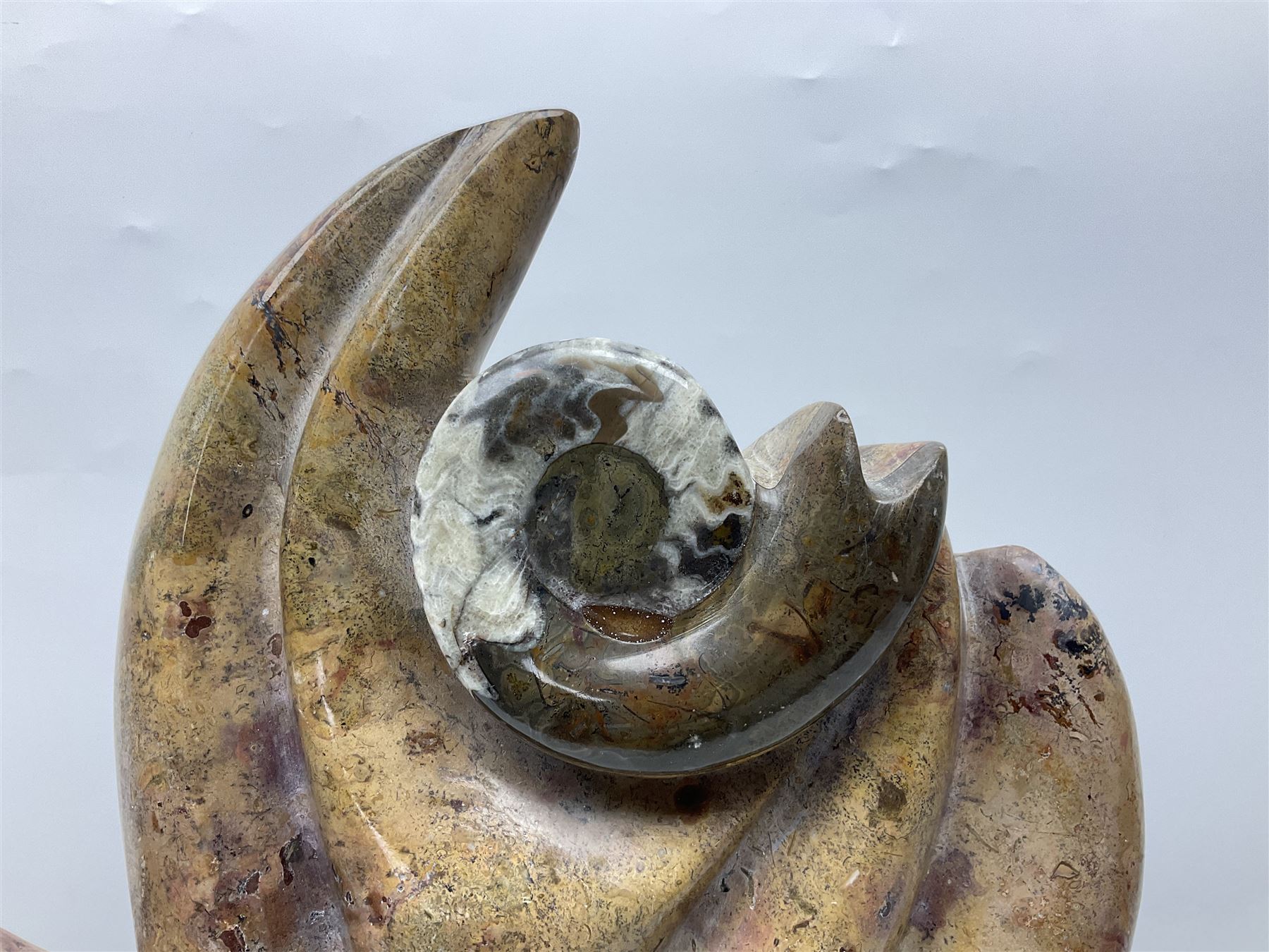 Goniatite sculpture, displaying two Goniatites within a polished and shaped matrix, age; Devonian period, H56cm