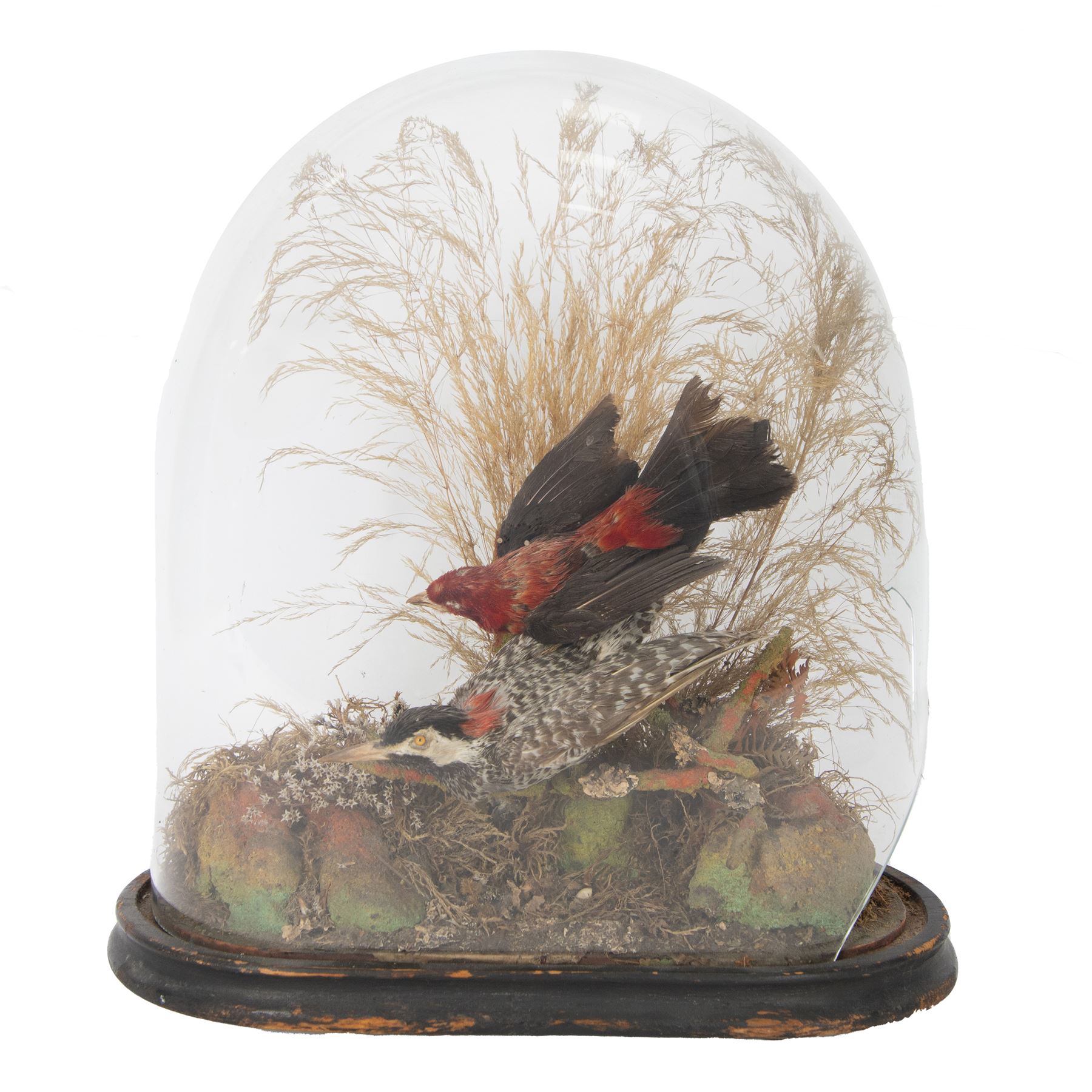 Taxidermy; Victorian oval domed diorama study of birds, Scarlet Tanager (Piranga olivacea) and Woodpecker (Picidae), the glass dome upon an ebonised wooden base, H40cm