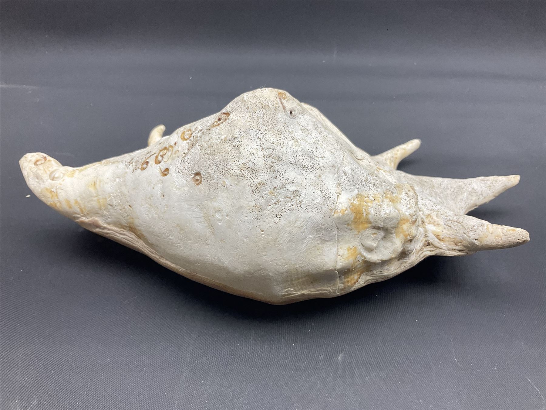 Conchology: selection of conch shells, to include horned examples, largest H17cm, L24cm