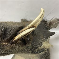 Taxidermy: A Common Warthog (Phacochoerus africanus), a large adult head mount looking straight ahead, D50cm