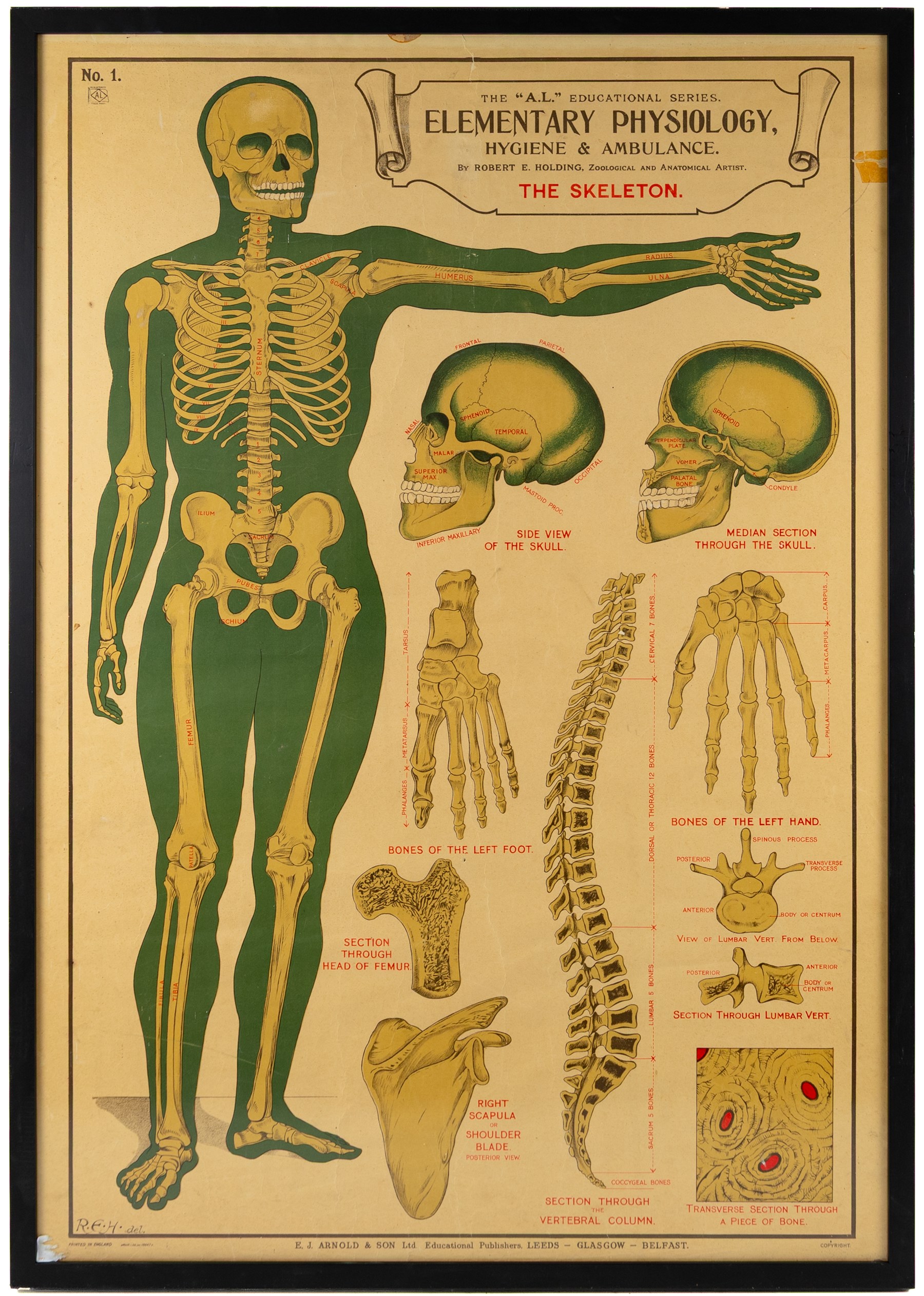 Complete set of eight 'AL Educational Series Elementary Physiology Hygiene and Ambulance' medical posters by Robert R Holding (Zoological and Anatomical artist), published by E J Arnold & Son Ltd of Leeds, Glasgow and Belfast, all framed