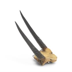 Ammonite cluster, together with Dendrite plaque, green river fossilised fish and other natural science specimens  